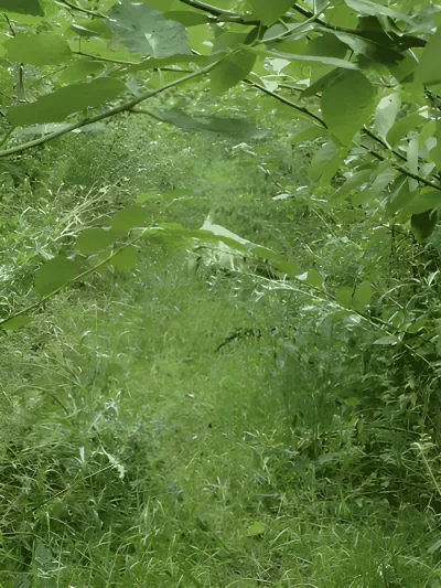 Hundeskov Dronninglund Naturpark