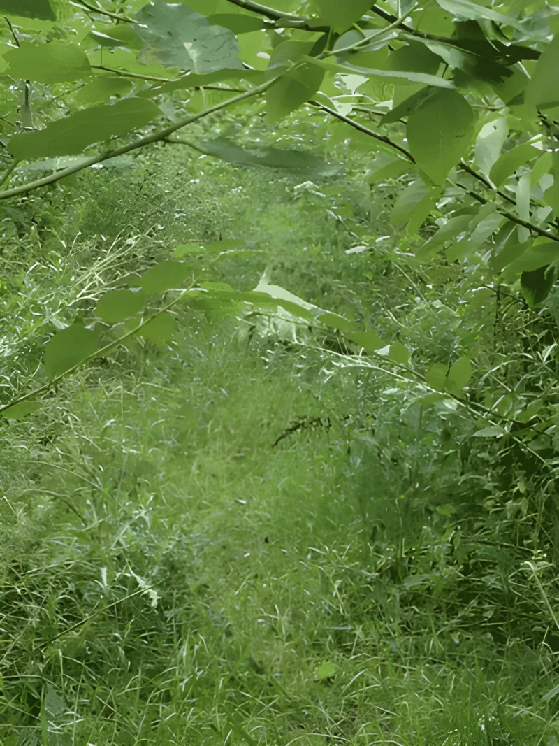 Dronninglund Naturpark billede 1
