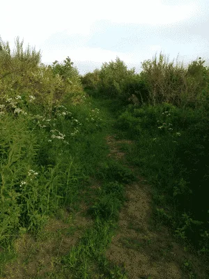 Poulstrup Sø hundeskov billede 3