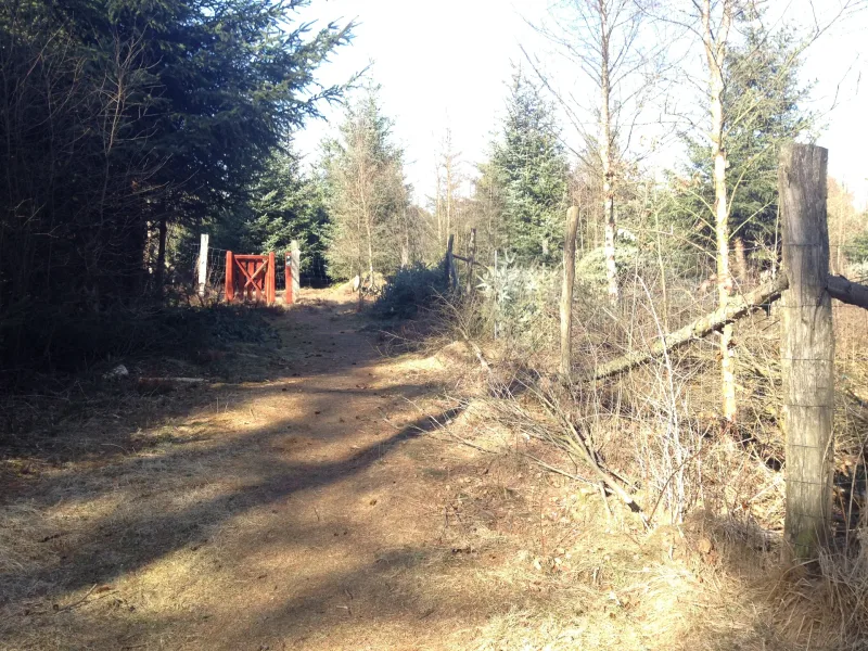 Gyttegård Plantage billede 2