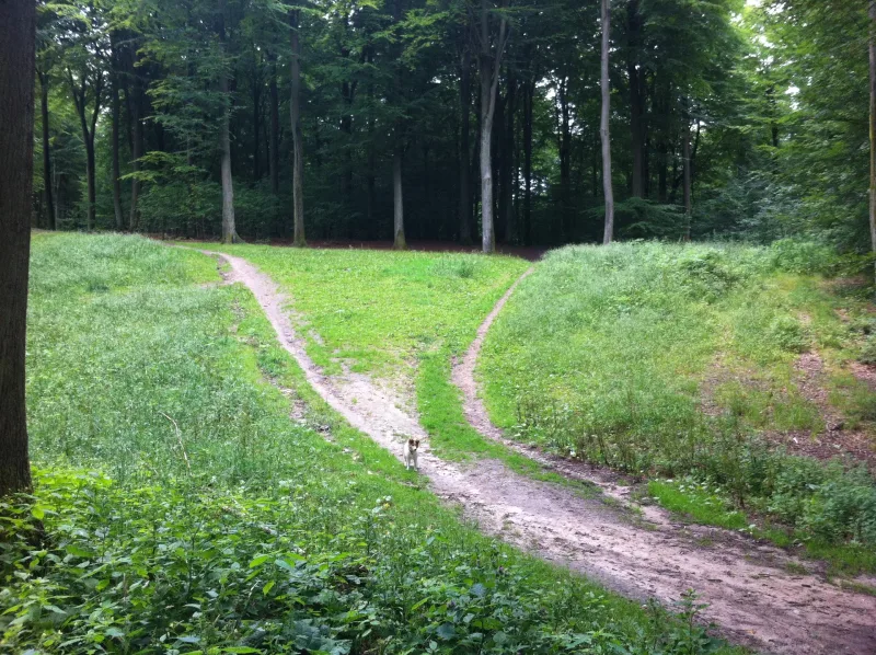 Ravnsholt Skov (hundeskov) billede 4