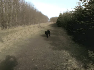 Bakkely Skov billede 4