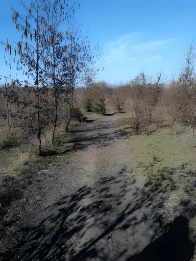 Krogsbølle hundeskov billede 4