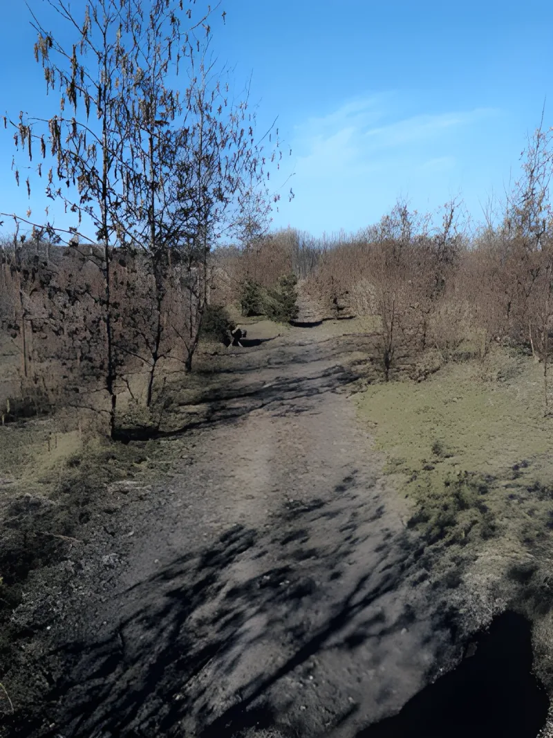Krogsbølle hundeskov flere billeder