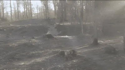 Friløbshegning Blykobbe Plantage, Rønne billede 4