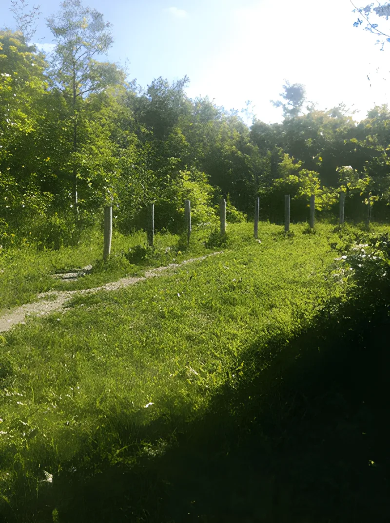 Sperrestrup Skov (Ølstykke Hundeskov) billede 4
