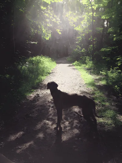 Årslev Skov billede 4