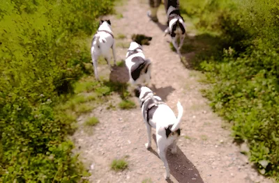 Hedeland Hundepark (Hedehusene Hundeskov) billede 2
