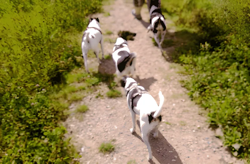 Hedeland Hundepark (Hedehusene Hundeskov) billede 2