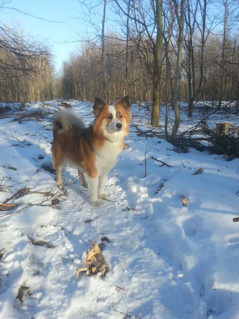 Aars Skov billede 1