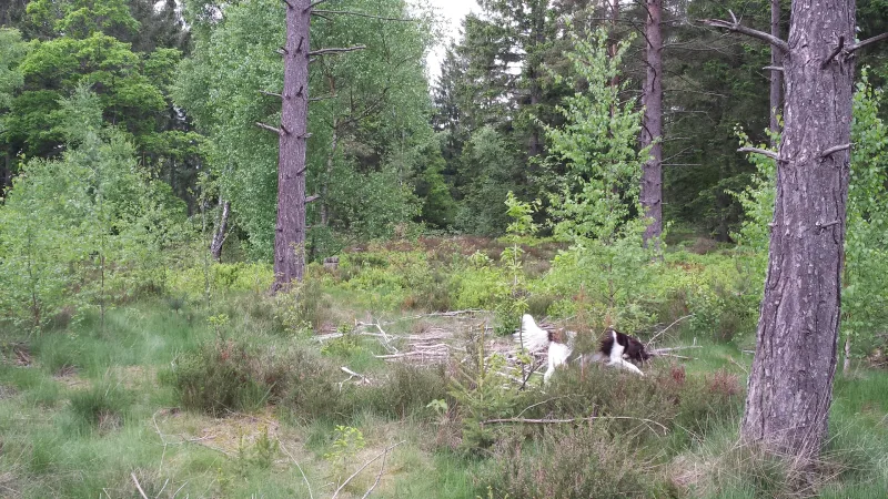 Gammel Ry Hundeskov billede 2