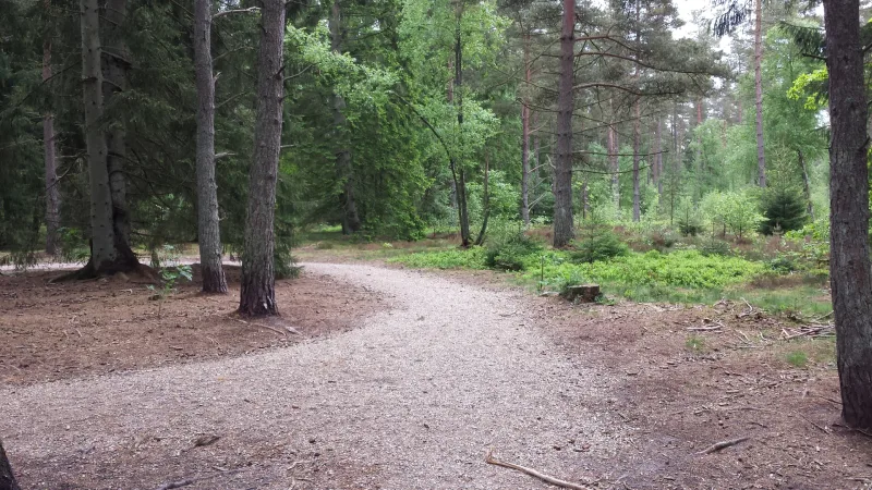 Gammel Ry Hundeskov billede 3