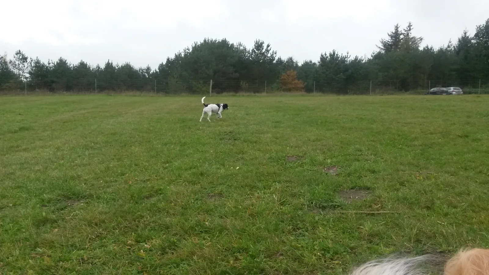 Hadsund Lilleskov Hundeskov billede 1
