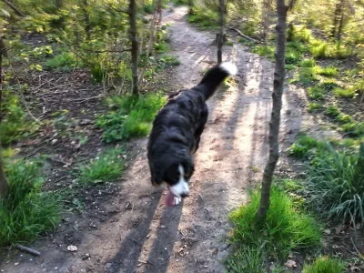 Hundeskov Høng Skov