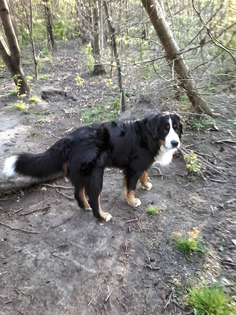 Høng Skov billede 2
