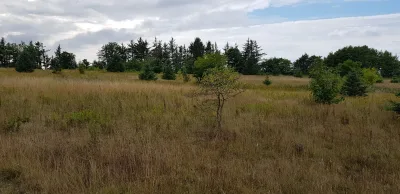 Hjørring Bjerge - hundemark billede 4