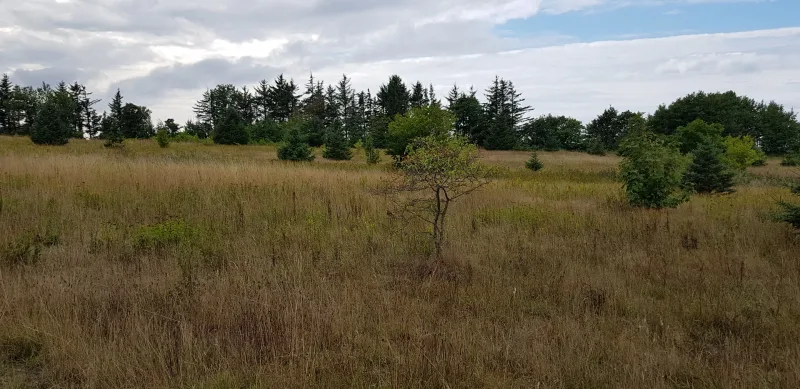 Hjørring Bjerge - hundemark billede 4