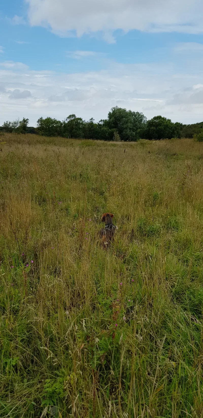 Hjørring Bjerge - hundemark flere billeder