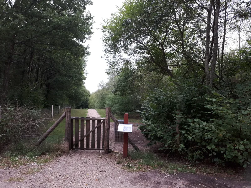 Undallslund hundeskov billede 2