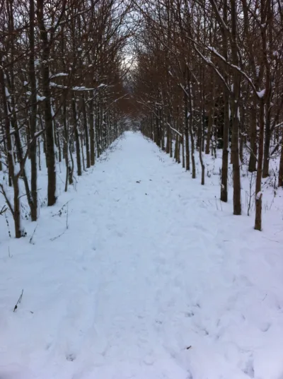 Hundeskov Sperrestrup Skov (Ølstykke Hundeskov)