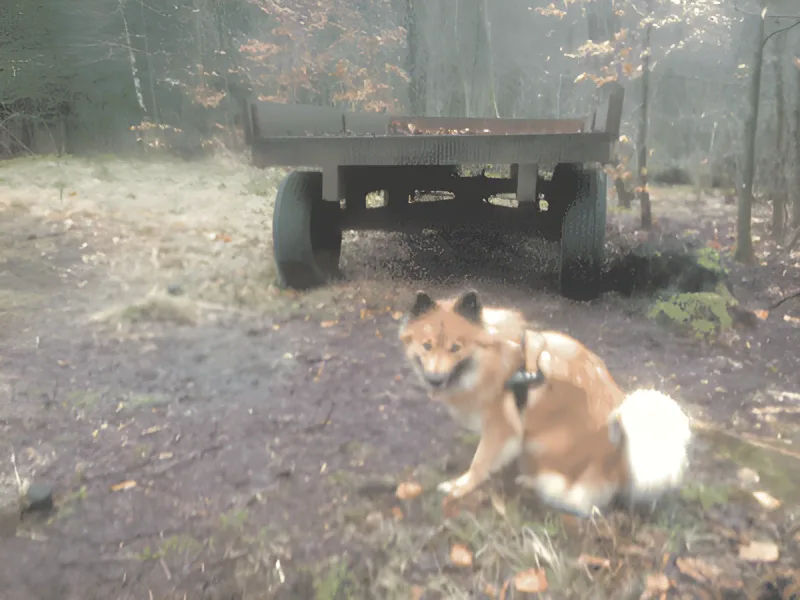 Doxx Hundeskov billede 2