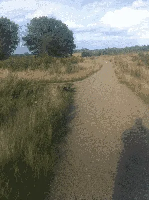 Kattebjerg Hundeskov (Allesø) flere billeder