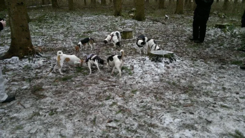 Boserup Skov billede 1