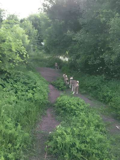 Poulstrup Sø hundeskov billede 4