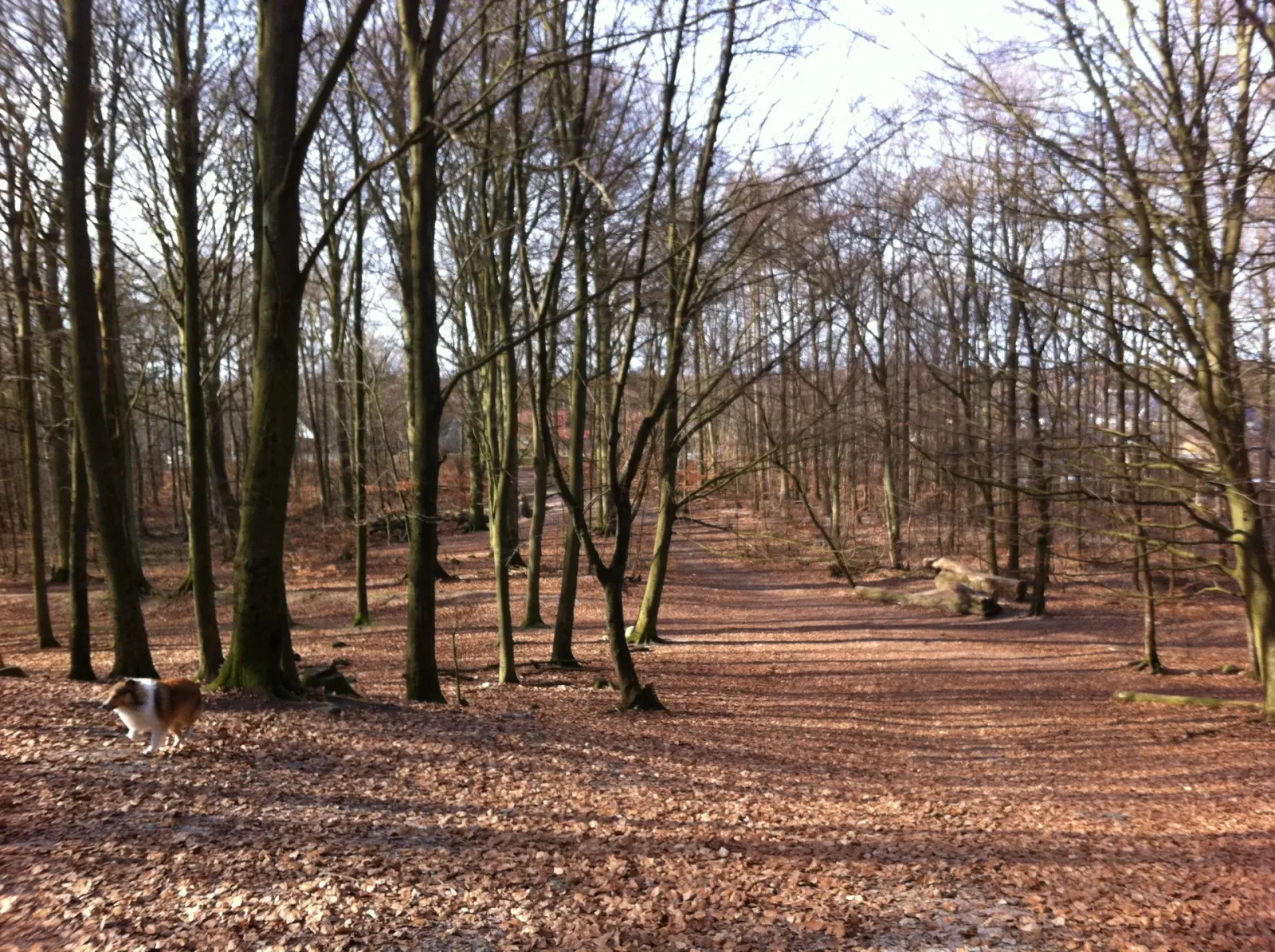 Ravnsholt Skov (hundeskov) billede 1
