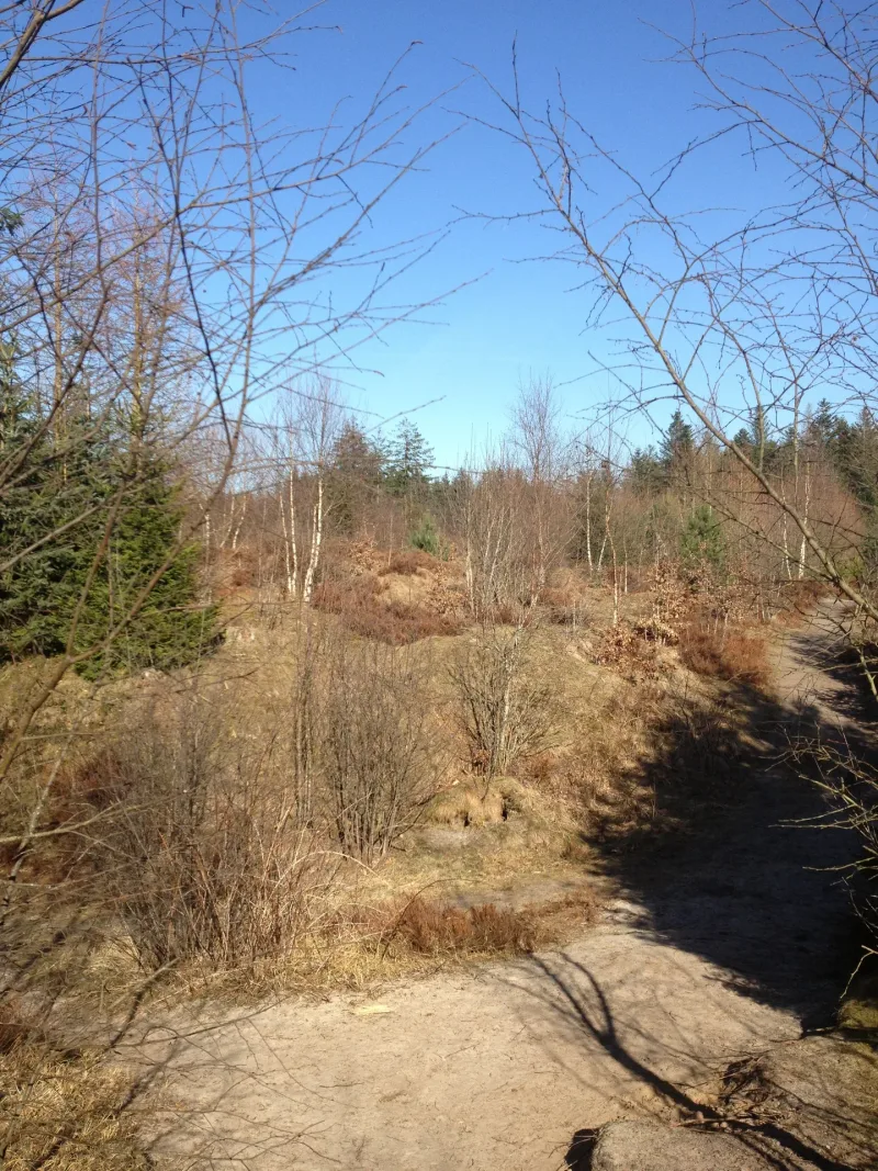 Gyttegård Plantage billede 3