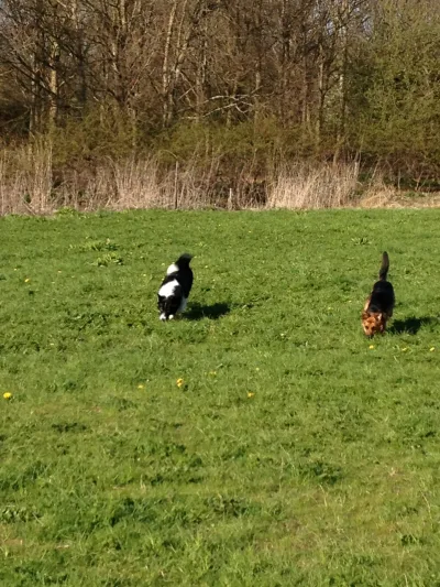 Hedeland billede 3
