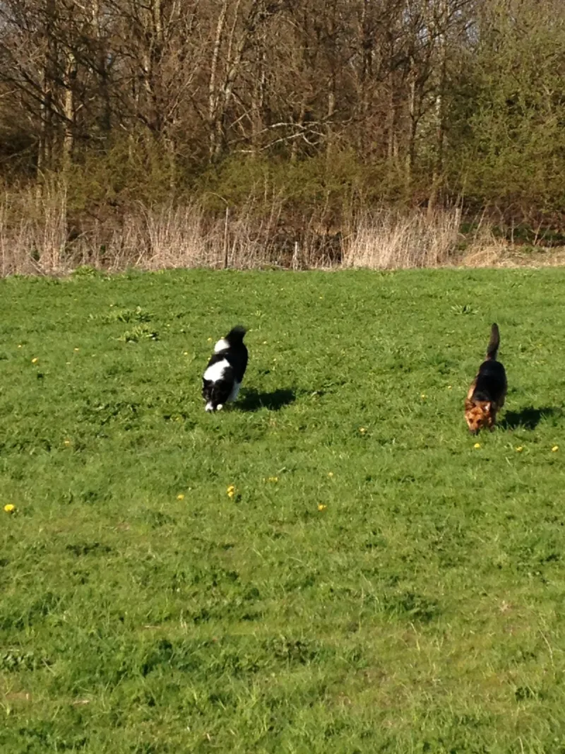 Hedeland billede 3
