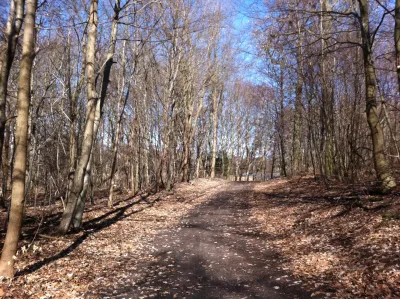 Nørreskov Hundeskov billede 2