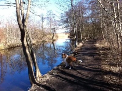 Nørreskov Hundeskov billede 3