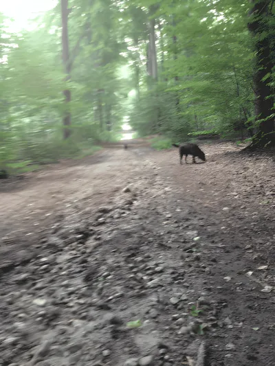 Høve Skov billede 4