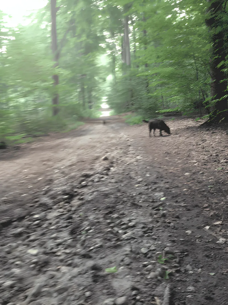 Høve Skov billede 4