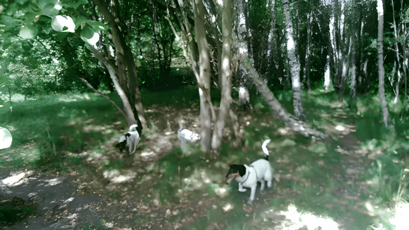 Hedeland Hundepark (Hedehusene Hundeskov) billede 3