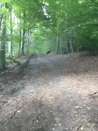 Høve Skov billede 3