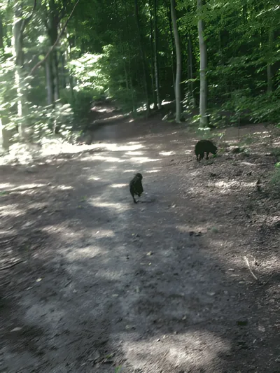 Høve Skov billede 2