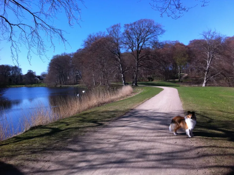 Frederiksborg Slotshave (hundepark) billede 4