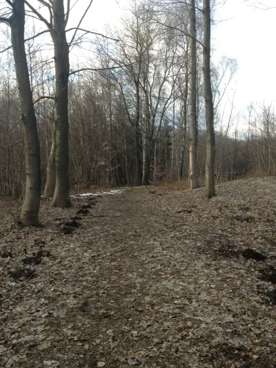 Sofienlund Skov flere billeder