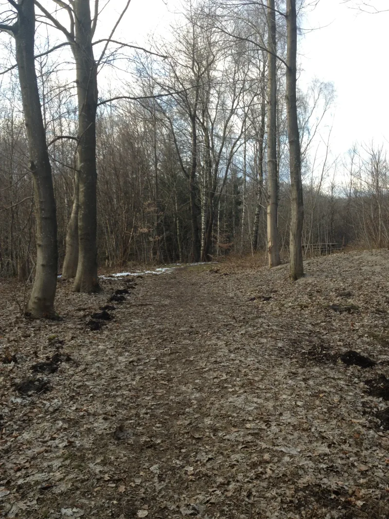Sofienlund Skov flere billeder