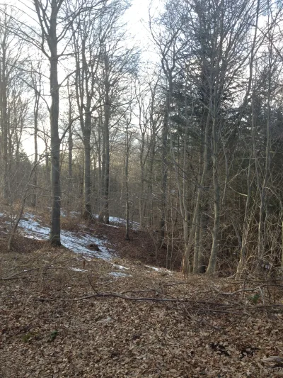 Sofienlund Skov billede 2