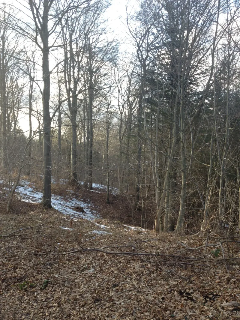 Sofienlund Skov billede 2