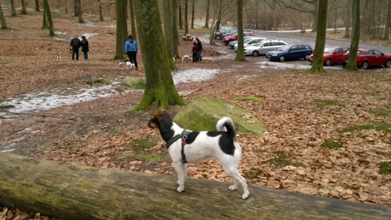 Boserup Skov billede 4