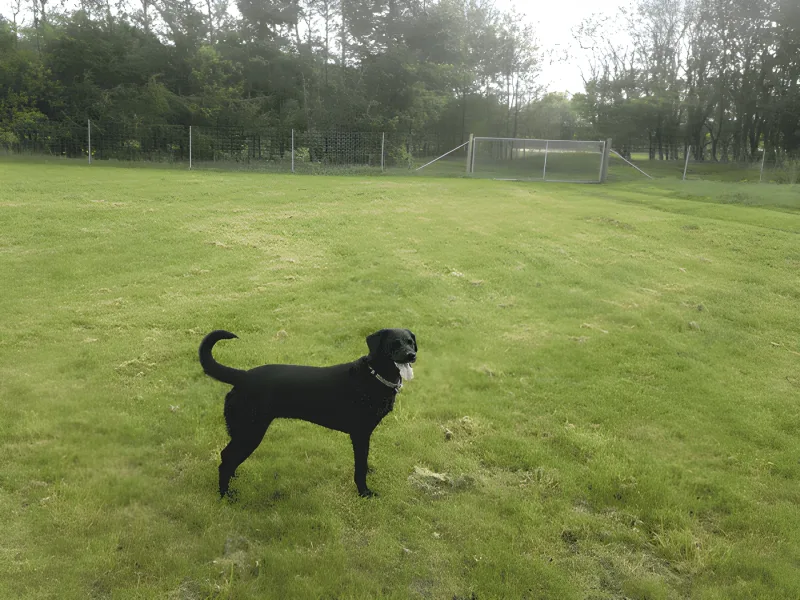 Juelstrup Sø Hundeskov (Himmelhunden) billede 3