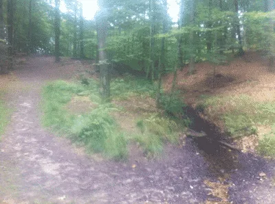 Grund Skov flere billeder