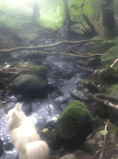 Grund Skov billede 2
