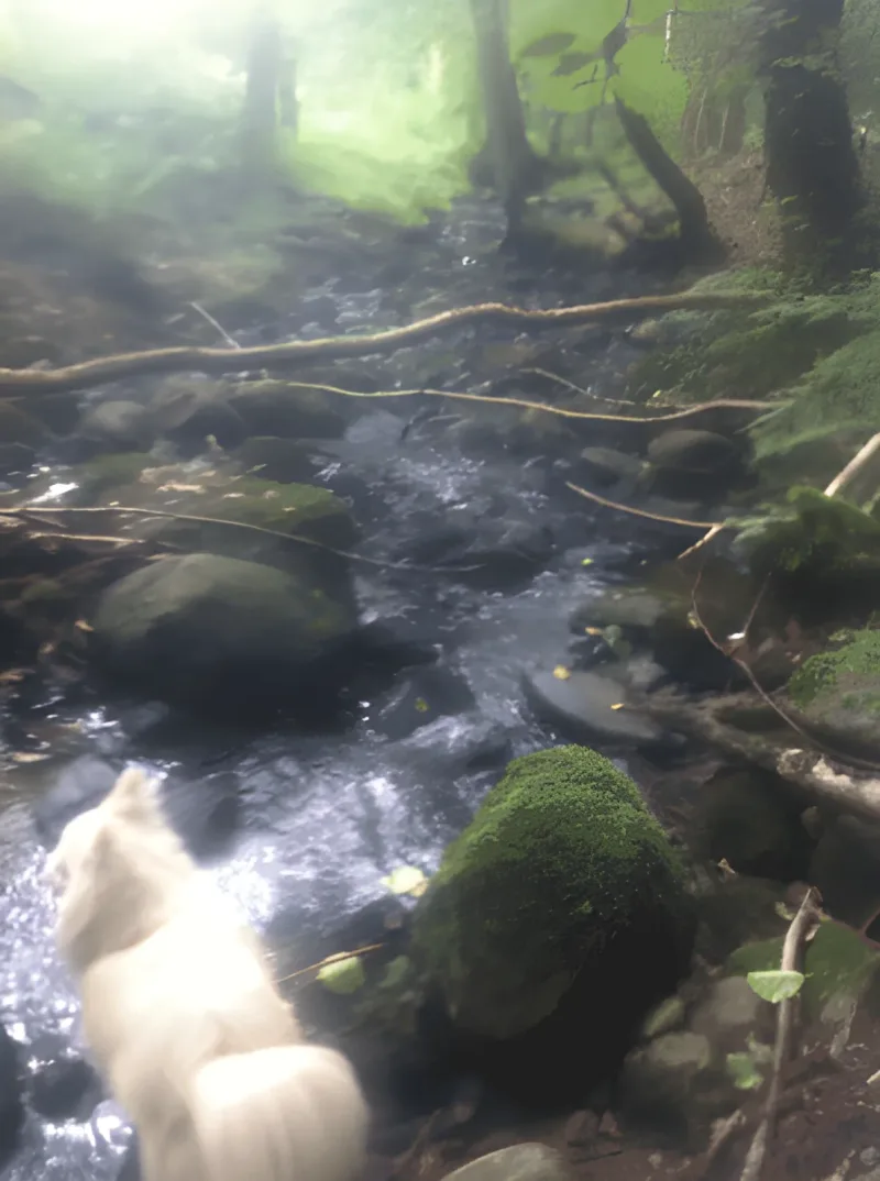 Grund Skov billede 2