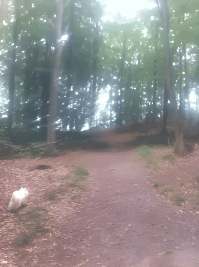 Grund Skov billede 3